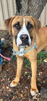 Boxer Dogs Available for Adoption - BoxsterE | PetCurious
