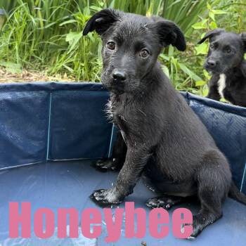 Honeybee -  Shepherd and Mixed Breed Dog for Adoption in Ellicott City, Maryland - Honeybee | PetCurious