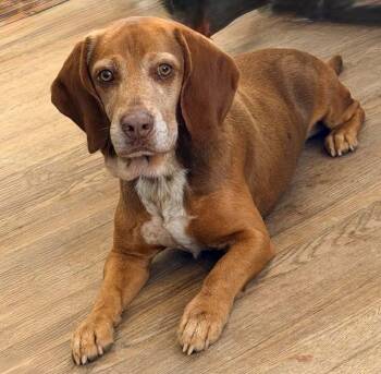 Beagle and Basset Hound Dogs Available for Adoption in Dysart, Iowa - Chewie  | PetCurious
