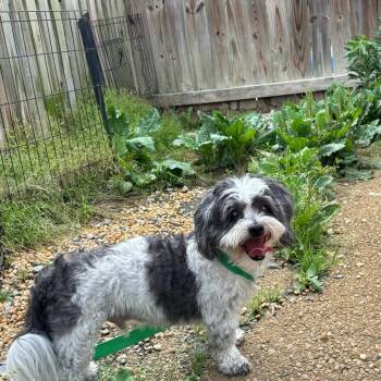 Maltese and Mixed Breed Dogs Available for Adoption in Fairfax Station, Virginia - Roosevelt | PetCurious