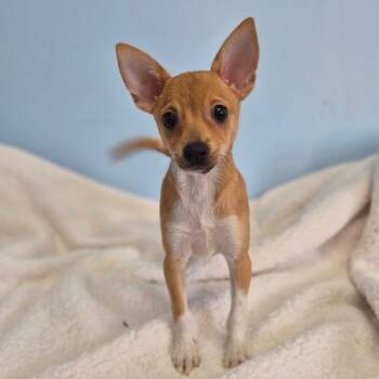 Callie -  Chihuahua Dog for Adoption in Wahiawa, Hawaii - Callie | PetCurious