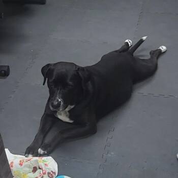 Sugar Plum -  Black Labrador Retriever Dog for Adoption in Oceanside, California - Sugar Plum | PetCurious