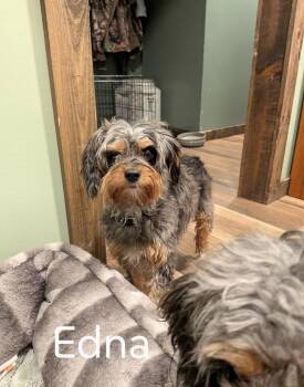 Edna -  Aussiedoodle Dog for Adoption in Spring Hill, Tennessee - Edna | PetCurious