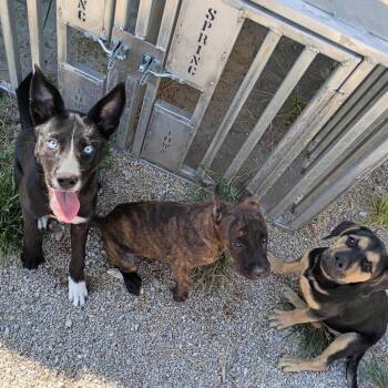 Rhianna -  Mixed Breed and Border Collie Dog for Adoption in Springtown, Texas - Rhianna | PetCurious