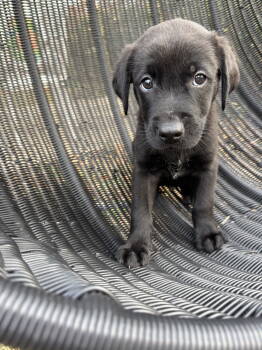 Rescue Labrador Retriever and Terrier Dogs for Adoption in Barnhart, Missouri - Ralph | PetCurious