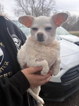 Chihuahua Dogs Available for Adoption in Oxford, Michigan - Marshmellow | PetCurious