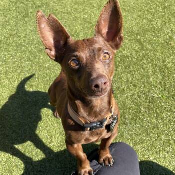 Chihuahua and Dachshund Dogs Available for Adoption in Friday Harbor, Washington - Dubai | PetCurious