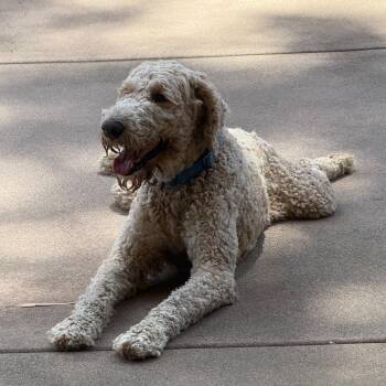 Yoshi -  Golden Retriever and Standard Poodle Dog for Adoption in San Diego, California - Yoshi | PetCurious