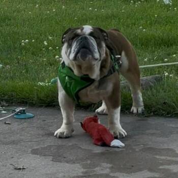 Ford -  English Bulldog and Mixed Breed Dog for Adoption in Dekalb, Illinois - Ford | PetCurious