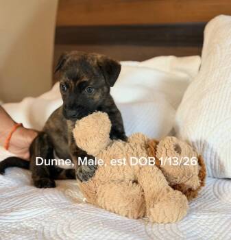 Chocolate Labrador Retriever and Pit Bull Terrier Dogs Available for Adoption - Dunne | PetCurious