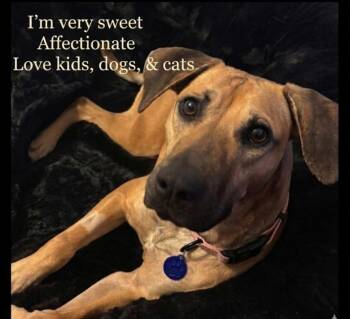 Hound Dogs Available for Adoption in Roswell, Georgia - Sandi Walton | PetCurious