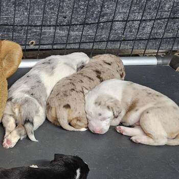 Cookies-n-Cream -  Mixed Breed Dog for Adoption in Kingman, Kansas - Cookies-n-Cream | PetCurious
