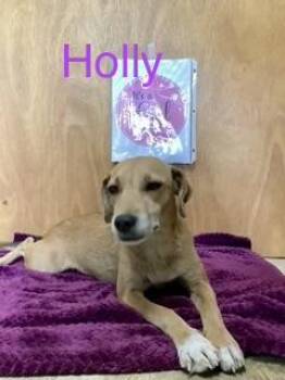 Holly -  Australian Cattle Dog Blue Heeler and Chihuahua Dog for Adoption in Welling, Oklahoma - Holly | PetCurious
