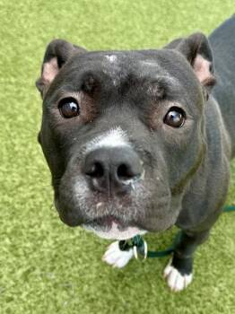 Mixed Breed Dogs Available for Adoption in Wichita, Kansas - Marcel The Shell (FOSTER TO ADOPT) | PetCurious