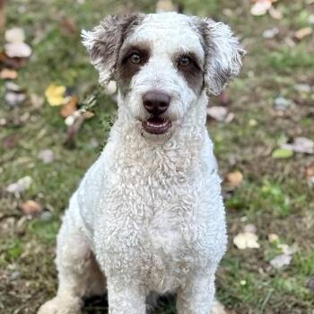 Rescue Standard Poodle Dogs for Adoption in Cranford, New Jersey - Ryan | PetCurious
