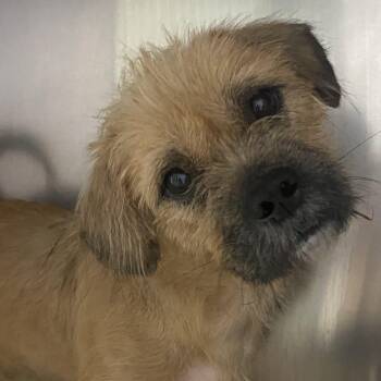 Sammy -  Cairn Terrier and Terrier Dog for Adoption in Spencer, Indiana - Sammy | PetCurious