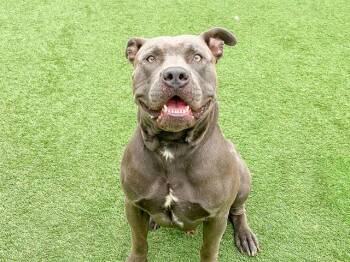 Pit Bull Terrier Dogs Available for Adoption in Tustin, California - TWISTER | PetCurious