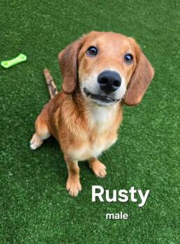 Rusty -  Poodle and Terrier Dog for Adoption in West Peoria, Illinois - Rusty | PetCurious