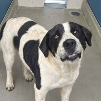 Otti -  Shepherd and American Bulldog Dog for Adoption in Kingman, Arizona - Otti | PetCurious
