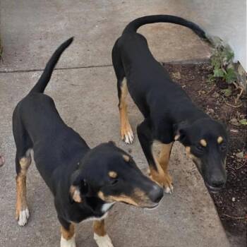 Rescue Doberman Pinscher Dogs for Adoption in Seal Beach, California - Joy& Destiney | PetCurious