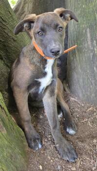 Lucky -  Patterdale Terrier Fell Terrier and Belgian Shepherd Malinois Dog for Adoption in Harlingen, Texas - Lucky | PetCurious