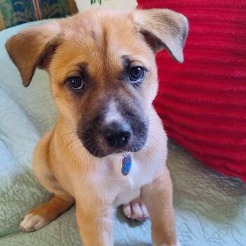 Chip -  Shepherd Dog for Adoption in Watertown, Wisconsin - Chip | PetCurious