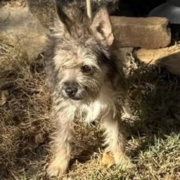 Wylie -  Cairn Terrier Dog for Adoption in Williston, Vermont - Wylie | PetCurious