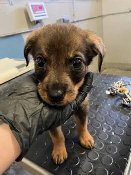 A886387 -  Chihuahua and Mixed Breed Dog for Adoption in Camarillo, California - A886387 | PetCurious