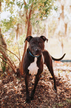 Rescue American Staffordshire Terrier and Mixed Breed Dogs for Adoption in North Charleston, South Carolina - 89428a Branch | PetCurious