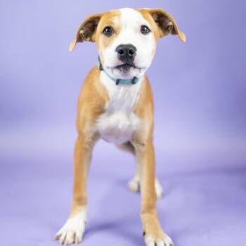 King -  Terrier and Mixed Breed Dog for Adoption in Portland, Oregon - King | PetCurious