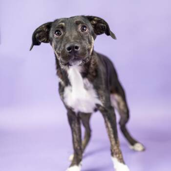 Ramona -  Mixed Breed Dog for Adoption in Portland, Oregon - Ramona | PetCurious