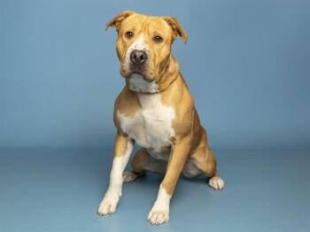 ZEUS -  Shar Pei and Mixed Breed Dog for Adoption in Phoenix, Arizona - ZEUS | PetCurious