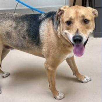 Vega -  Foxhound and Terrier Dog for Adoption in St. Augustine, Florida - Vega | PetCurious