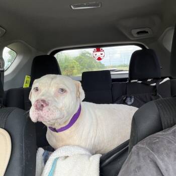 Honey -  Mixed Breed Dog for Adoption in Springboro, Ohio - Honey | PetCurious