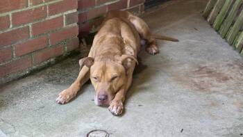 A1265696 -  Pit Bull Terrier and Mixed Breed Dog for Adoption in Charlotte, North Carolina - A1265696 | PetCurious