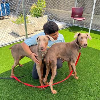 Desi -  Doberman Pinscher Dog for Adoption in Chicago, Illinois - Desi | PetCurious