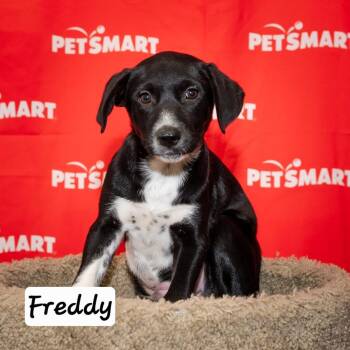 Freddy -  Cattle Dog and Labrador Retriever Dog for Adoption in Calimesa, California - Freddy | PetCurious