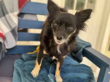Rescue Papillon and Chihuahua Dogs for Adoption in Navarre, Florida - Lulu | PetCurious