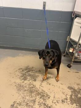 ALLISON -  Rottweiler and Mixed Breed Dog for Adoption in Tallahassee, Florida - ALLISON | PetCurious