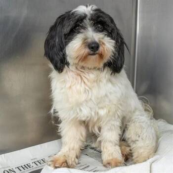 MOCHI -  Havanese and Mixed Breed Dog for Adoption in St. Louis, Missouri - MOCHI | PetCurious