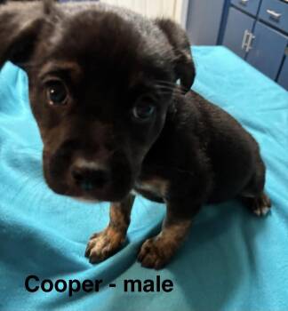 Labrador Retriever Dogs Available for Adoption in Crystal Lake, Illinois - Cooper | PetCurious