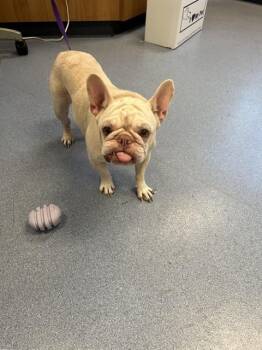 French Bulldog Dogs Available for Adoption in San Jose, California - A1406826 | PetCurious