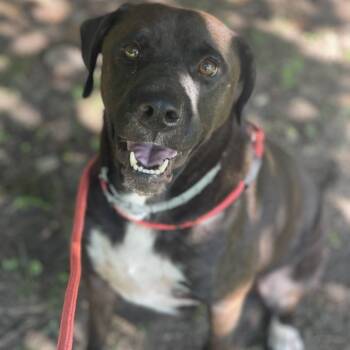 Rescue Terrier Dogs for Adoption in Locust Fork, Alabama - Echo Rebecca | PetCurious