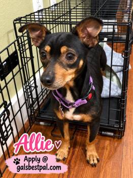 Allie -  Chihuahua and Dachshund Dog for Adoption in Saugus, Massachusetts - Allie | PetCurious