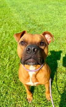 Oatmeal -  Boxer and Mixed Breed Dog for Adoption in New Bern, North Carolina - Oatmeal | PetCurious