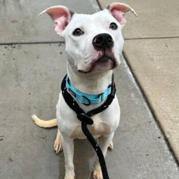 American Staffordshire Terrier Dogs Available for Adoption - Snow (ID 50734/906) | PetCurious