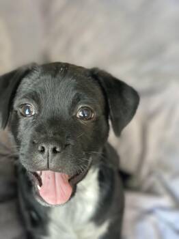 Rescue Puggle Dogs for Adoption in Los Angeles, California - Fred | PetCurious