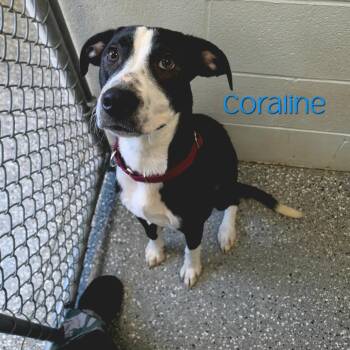 Coraline -  Pit Bull Terrier and Mixed Breed Dog for Adoption in Parkersburg, West Virginia - Coraline | PetCurious