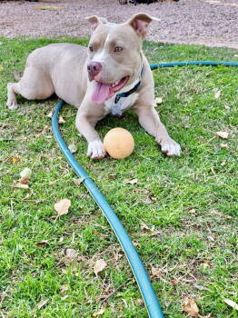 Rescue Pit Bull Terrier Dogs for Adoption in Phoenix, Arizona - Shiloh | PetCurious