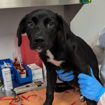 Dean -  Retriever and Mixed Breed Dog for Adoption in Greenville, South Carolina - Dean | PetCurious